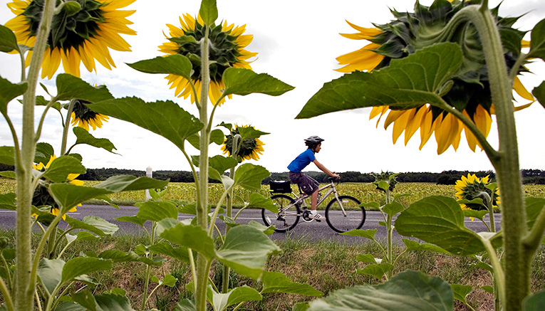 Blvif-loire-valley-biking
